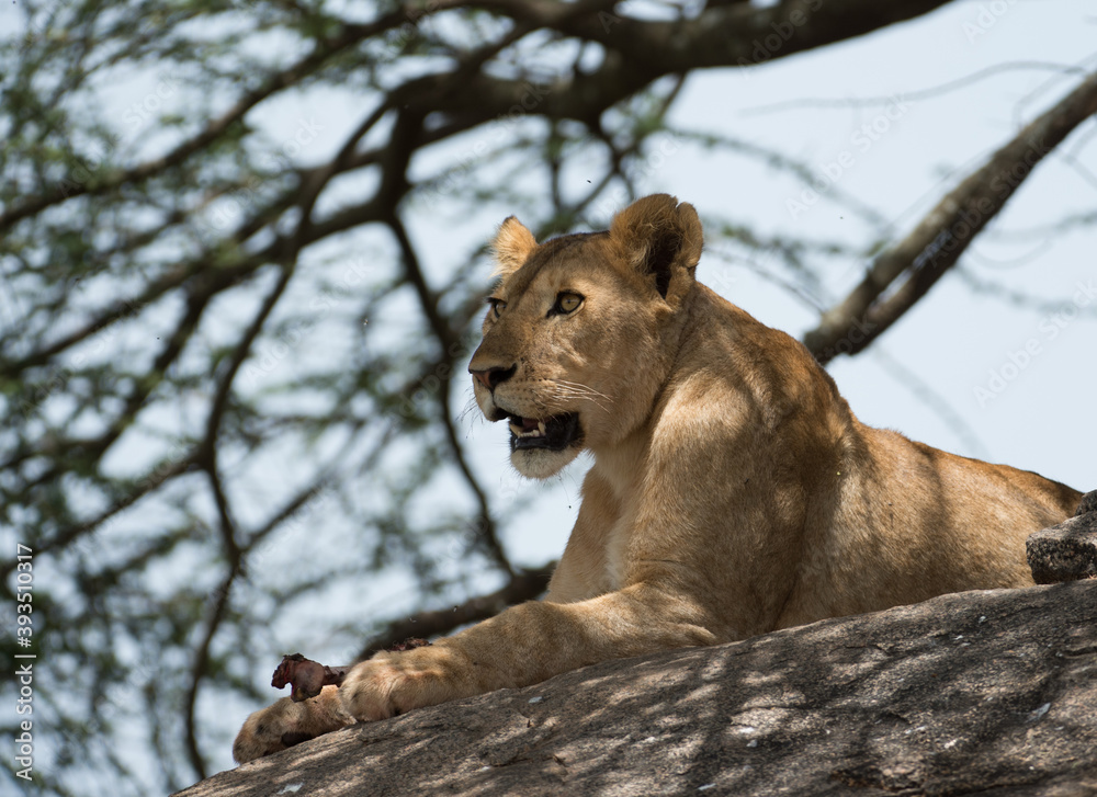Fototapeta premium lion cub in the grass
