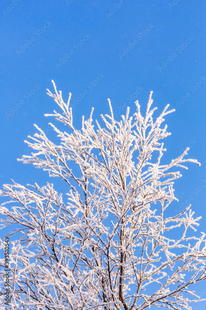 A tree covered with frost against a blue sky