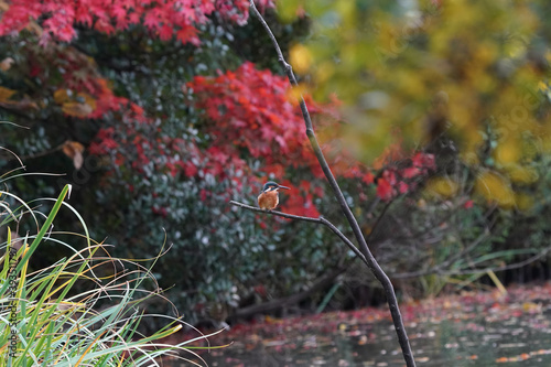 common kingfisher on the branch photo