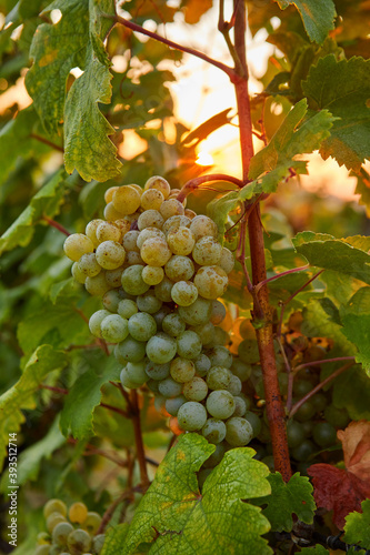 Wallpaper Mural Yellow grape with dew in the vineyard at sunrise Torontodigital.ca