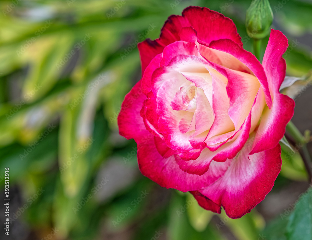 colorful purple and creamy white rose flower closeup in the garden, strong bokeh colorful purple and creamy white rose flower closeup in the garden, strong bokeh