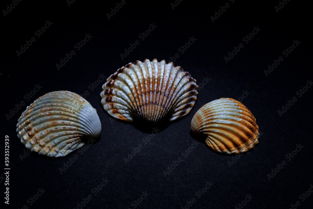 Closeup of three seashells of different colors, on a black background Closeup of three seashells of different colors, on a black background