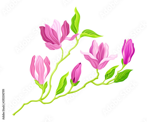 Purple Magnolia Bloomed Flower on Green Stem Vector Illustration