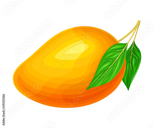 Mature Mango with Waxy Smooth Skin and Stem Vector Illustration photo