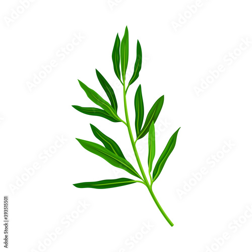 Fototapeta Naklejka Na Ścianę i Meble -  Green Manuka or Tea Tree Branch with Small Leaves with Spine Tip Vector Illustration