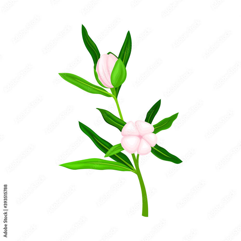 Closed Flower Bud of Manuka Flowering Plant Vector Illustration Closed Flower Bud of Manuka Flowering Plant Vector Illustration