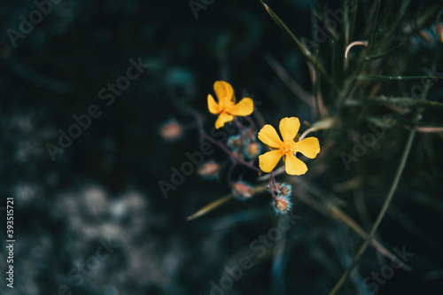 Close-up of a small yellow flower of helianthemum photo
