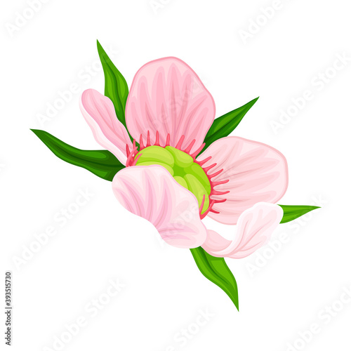 Showy Flower of Manuka Flowering Plant with Pink Petals Vector Illustration