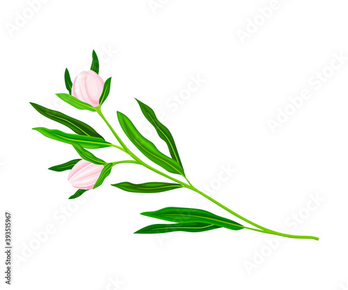 Closed Flower Bud of Manuka Flowering Plant Vector Illustration