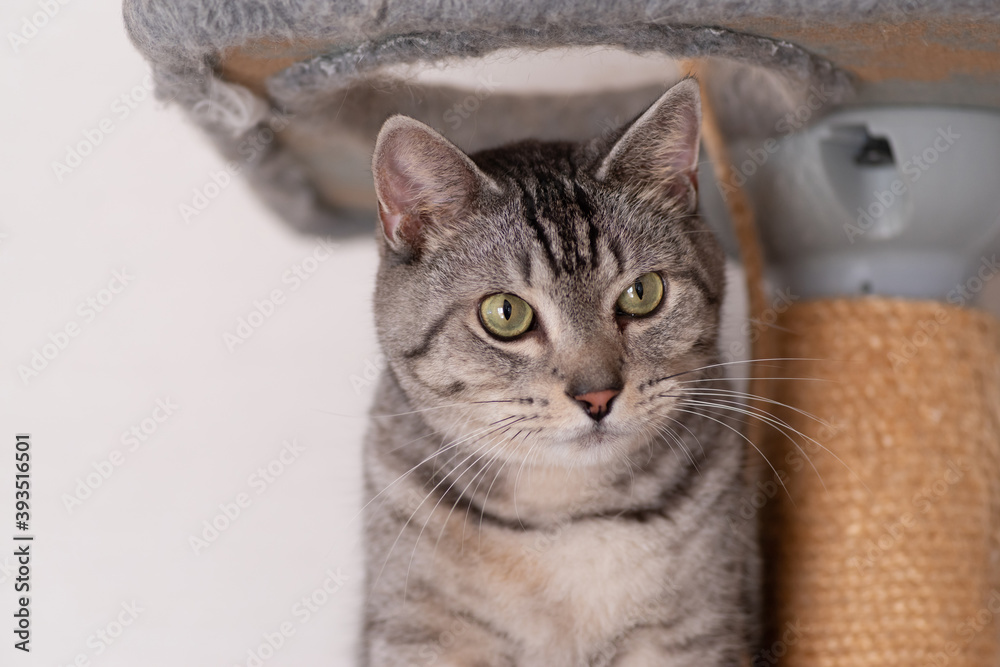 キャットタワーでくつろぐ猫　サバトラ猫
