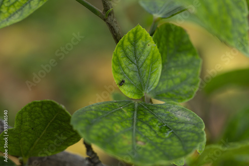 Wallpaper Mural Selective focus shot of an ant on green leaves on branches in the forest Torontodigital.ca