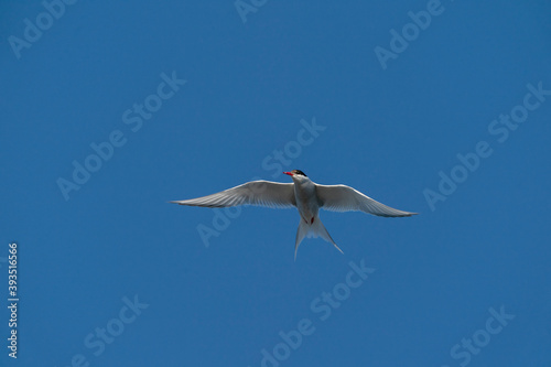 Artic tern in flight.