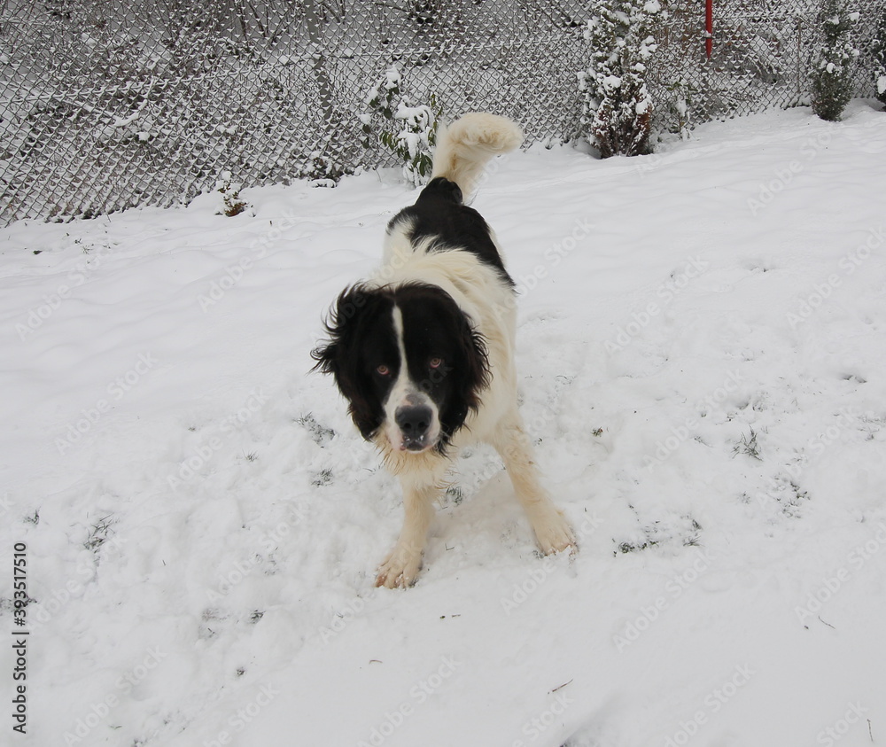 Big Landseer dog is very playful Big Landseer dog is very playful