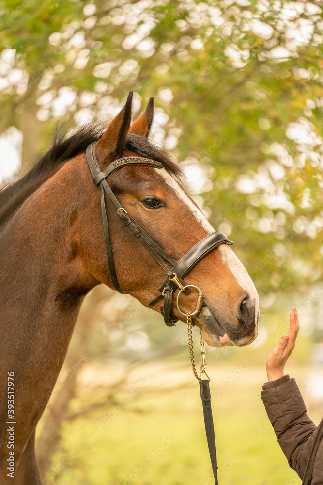Fototapeta premium A brown horse head, in side view, in the autumn evening sun