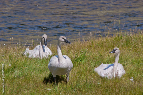 Trumpeter Swans (Cygnus buccinator) in Yellowstone National Park, USA photo