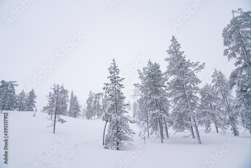 snow covered pine trees in the winter Lapland mountain forest. Arctic circle snowy weather, cold snowy winter day 