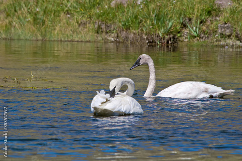 Trumpeter Swans (Cygnus buccinator) in Yellowstone National Park, USA photo