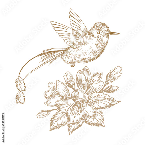 Hand drawn sketch illustration with hummingbird bird and beautiful flowers on white background isolated