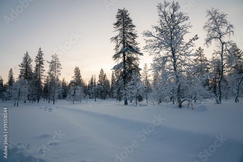 Winter in the forest, pines, trees covered in snow winter and the village inside the Arctic Circle. Lapland, Finland. Winter sunrise 