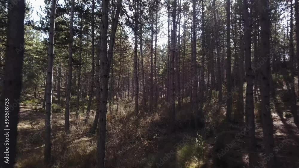 Moving forward to pine woods forest Moving forward to pine woods forest