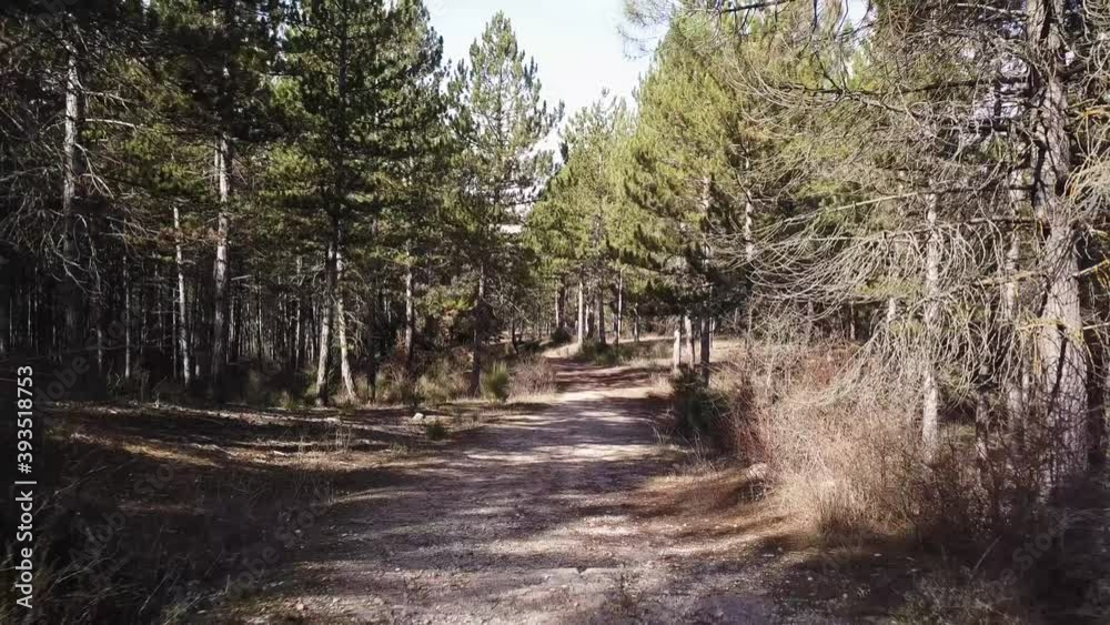 Moving forward to pine woods forest Moving forward to pine woods forest