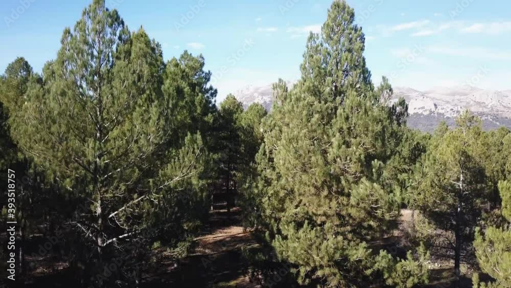 Moving forward to pine woods forest and mountain. Spain outdoor green nature. Aerial views Moving forward to pine woods forest and mountain. Spain outdoor green nature. Aerial views