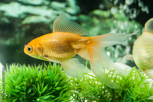 Yellow goldfish swimming in freshwater aquarium © Robinson Thomas
