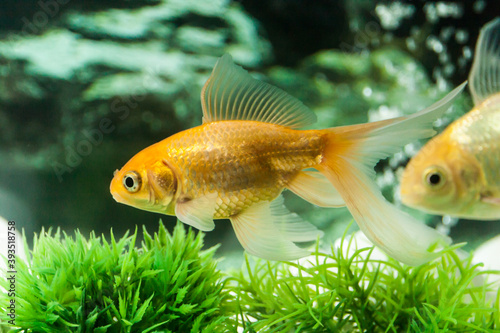 Yellow goldfish swimming in freshwater aquarium © Robinson Thomas