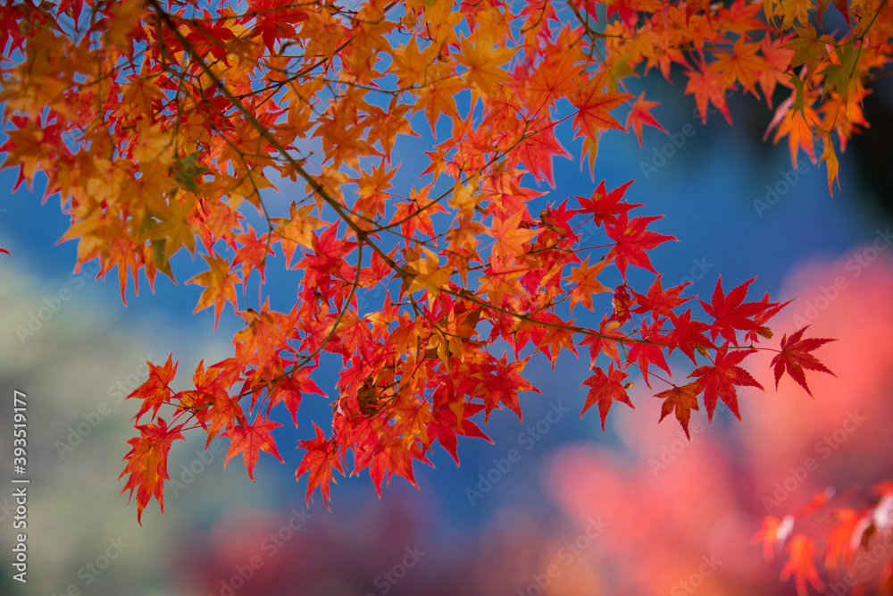 Autumn leaves Autumn leaves