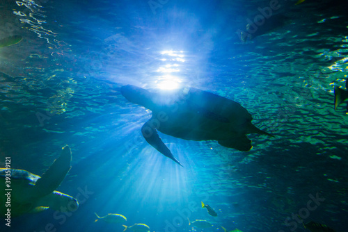 Fototapeta Naklejka Na Ścianę i Meble -  Sea turtle silhouette against blue sunlight