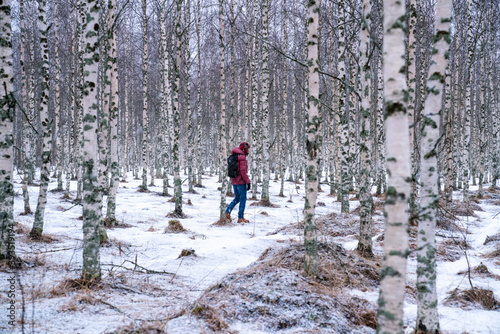 Man in red winter jacket hiking in the winter snowy birch tree woods
