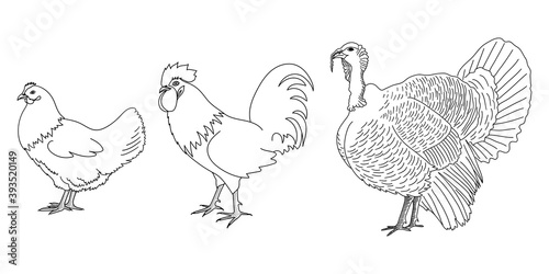 Chicken, rooster and turkey outline silhouette or icon set. Poultry, farm bird graphic design with hen, cock and gobbler. Hand drawn sketch. Vector illustration.