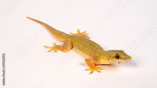 Common house gecko // Asiatischer Hausgecko (Hemidactylus frenatus) photo