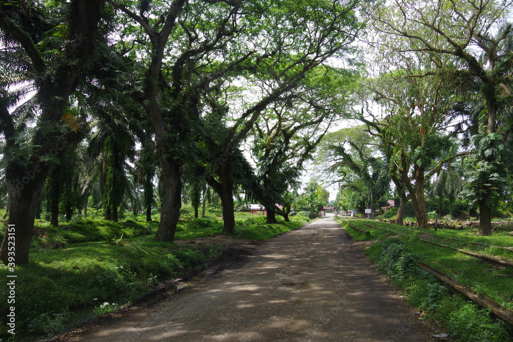 Beautiful view of forest in a village in North Sumatera, Indonesia Beautiful view of forest in a village in North Sumatera, Indonesia