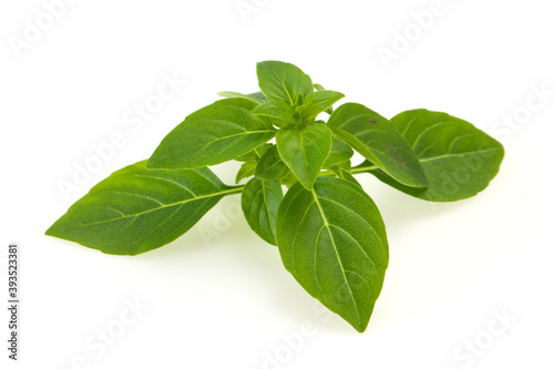Fresh green Basil leaves - for cooking