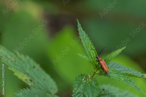 little brown beetle on a deadnettle with green background