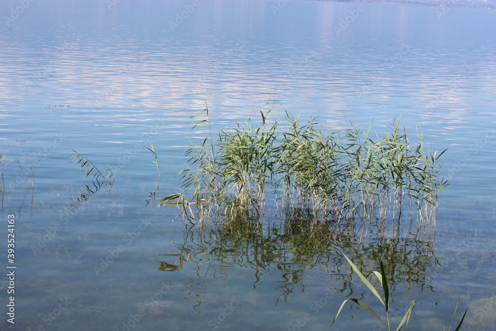 reeds in the water reeds in the water