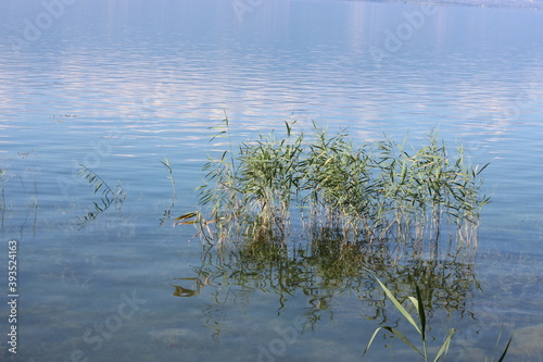 reeds in the water © bayram