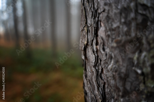 Pine trunk in the forest close up, natural eco background and texture minimalistic image