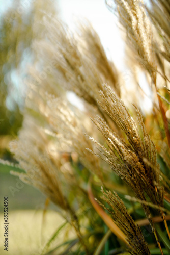wheat, field, agriculture, nature, cereal, plant, crop, grain, green, ear, grass, farm, food, corn, summer, rye, harvest, barley, seed, yellow, ripe, golden, rural, growth, gold