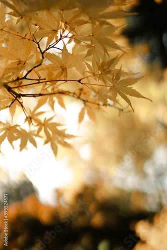 autumn, tree, leaf, fall, nature, leaves, maple, yellow, branch, forest, foliage, season, red, orange, bright, green, color, plant, spring, natural, abstract, sky, park, sunlight, beauty