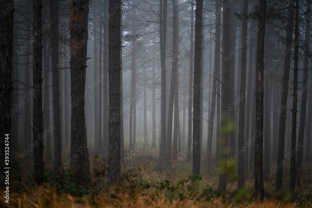 Beautiful landscape of a magical mystical forest, fog in a wild forest with tall pine trees