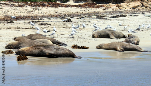 Australian Sea lions having a rest on Shoalwater Islands Marine 