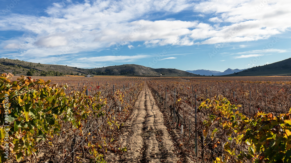 Rows of vineyard after harvest