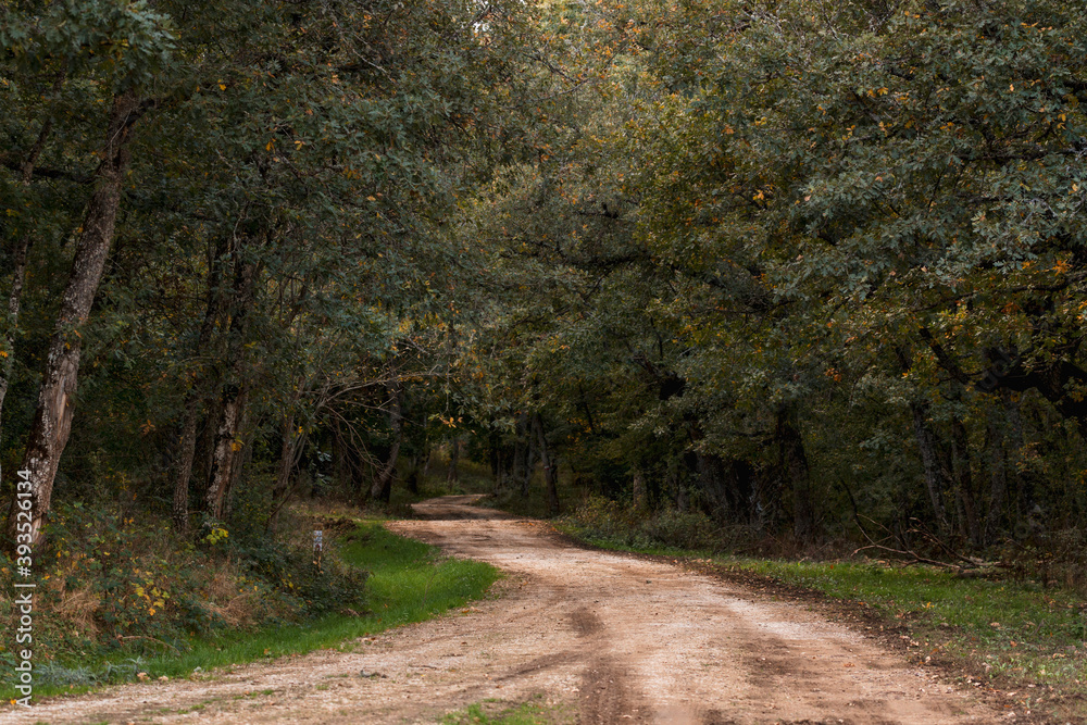 Obraz premium Path between forest trees in autumn