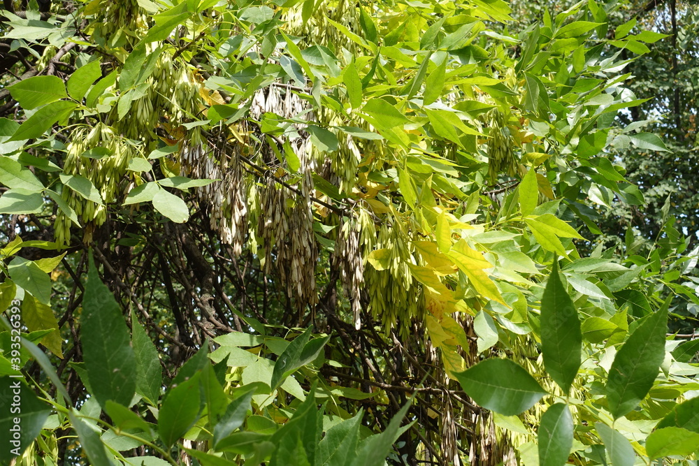 Numerous seeds in the leafage of Fraxinus pennsylvanica in mid September Numerous seeds in the leafage of Fraxinus pennsylvanica in mid September