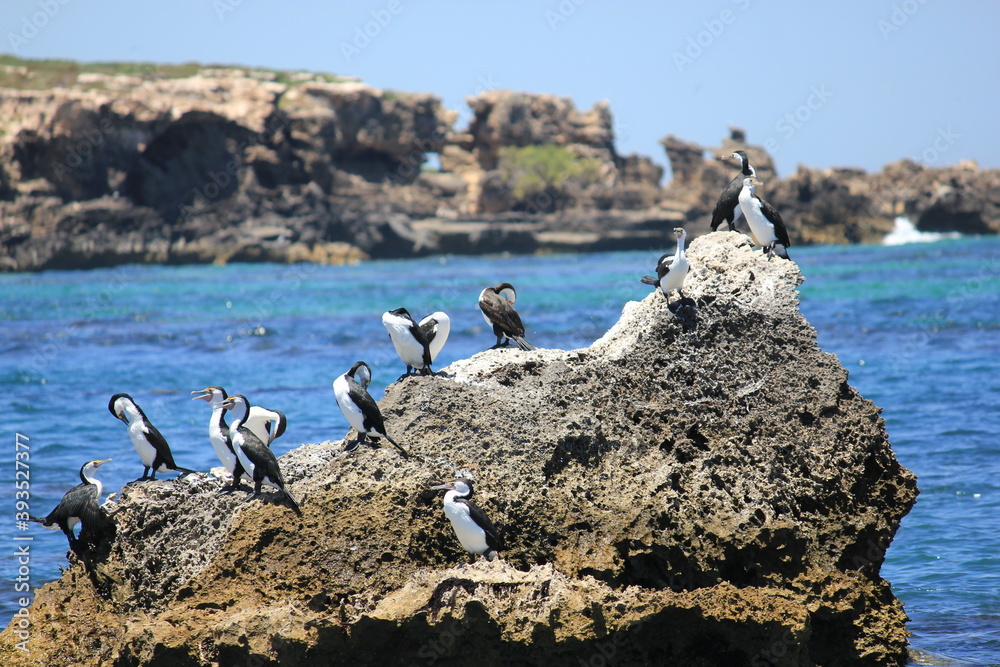 A group of Pied Cormorant on a rock with Penguin Island in the background. Safety Bay, Western Australia.