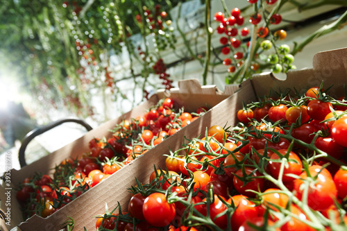 Tomatos production in a big nursery garden photo