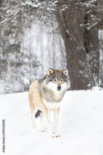 Beautiful wolf standing in the snow in beautiful fairytale looking cold winter forest © kjekol