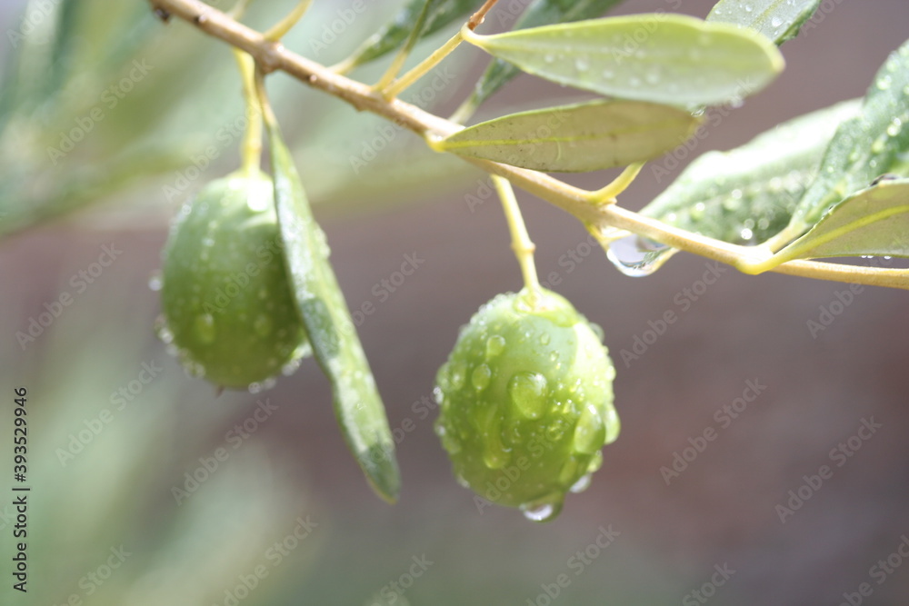 Olive Olive